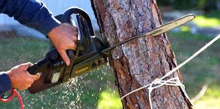 Trusted Two Rivers, WI Tree Care Experts