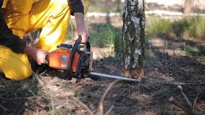 Best Arborist Consultation Services  in Two Rivers, WI