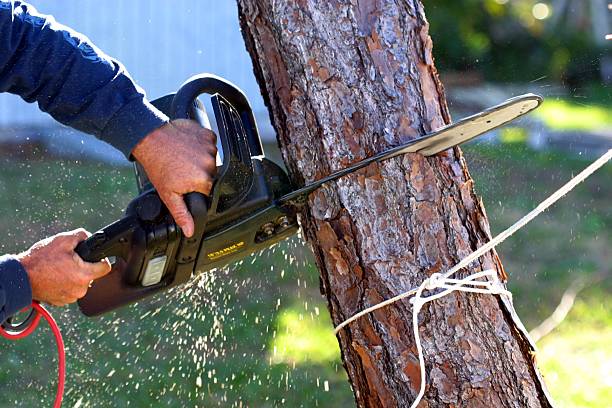 How Our Tree Care Process Works  in  Two Rivers, WI